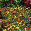 Tall Double Mixed Colors Strawflower Helichrysum Monstrosum Flower Seeds – photo 8