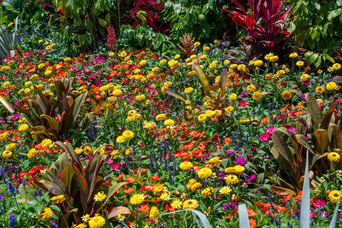 Tall Double Mixed Colors Strawflower Helichrysum Monstrosum Flower Seeds – photo 8