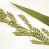 Japanese Millet Seeds – Billion Dollar Grass Grain Echinochloa Frumentacea