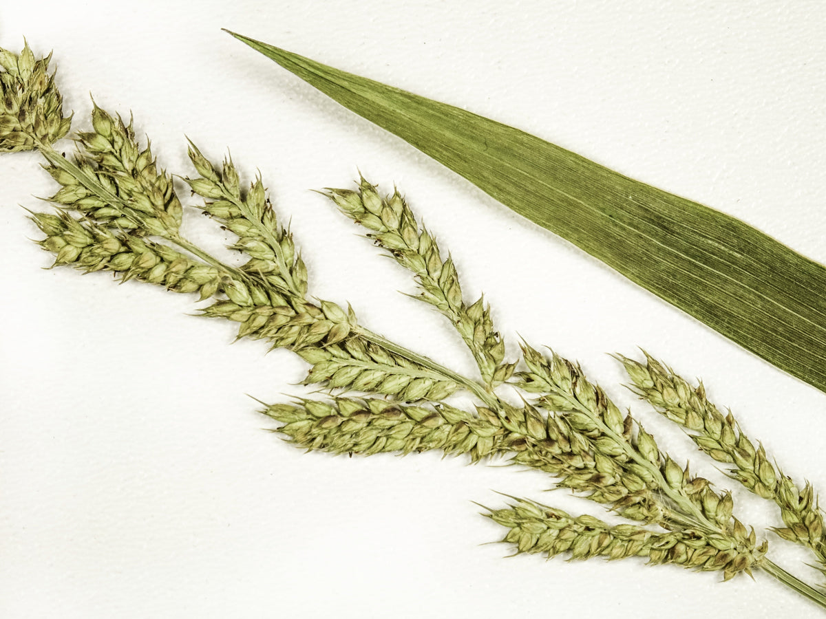 Japanese Millet Seeds – Billion Dollar Grass Grain Echinochloa Frumentacea