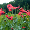 100 HENS and CHICKS Poppy Hens & Chickens Breadseed Lettuce Leaf Papaver Somniferum Flower Seeds