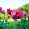 100 HENS and CHICKS Poppy Hens & Chickens Breadseed Lettuce Leaf Papaver Somniferum Flower Seeds