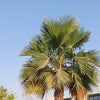 30 CALIFORNIA FAN PALM Tree Petticoat Arizona Desert Washingtonia Filifera Seeds
