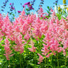 100 PINK MIX ASTILBE (False Spirea / False Goats Beard) Astilbe Chinensis Flower Seeds