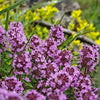 Mother of Thyme Seeds –