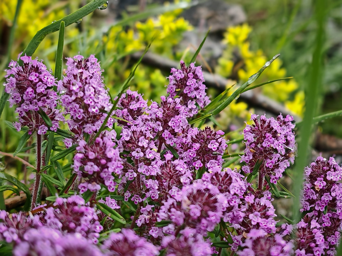 Mother of Thyme Seeds –