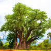 1000 BULK African BAOBAB TREE Adansonia Digitata Monkey Bread Judas Fruit Seeds