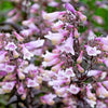 500 CALICO BEARDTONGUE (Smooth Beardtongue / Eastern Beardtongue) Penstemon Calycosus Flower Seeds