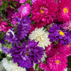Powder Puff Aster Seeds – Mix Callistephus Chinensis Flower – photo 4