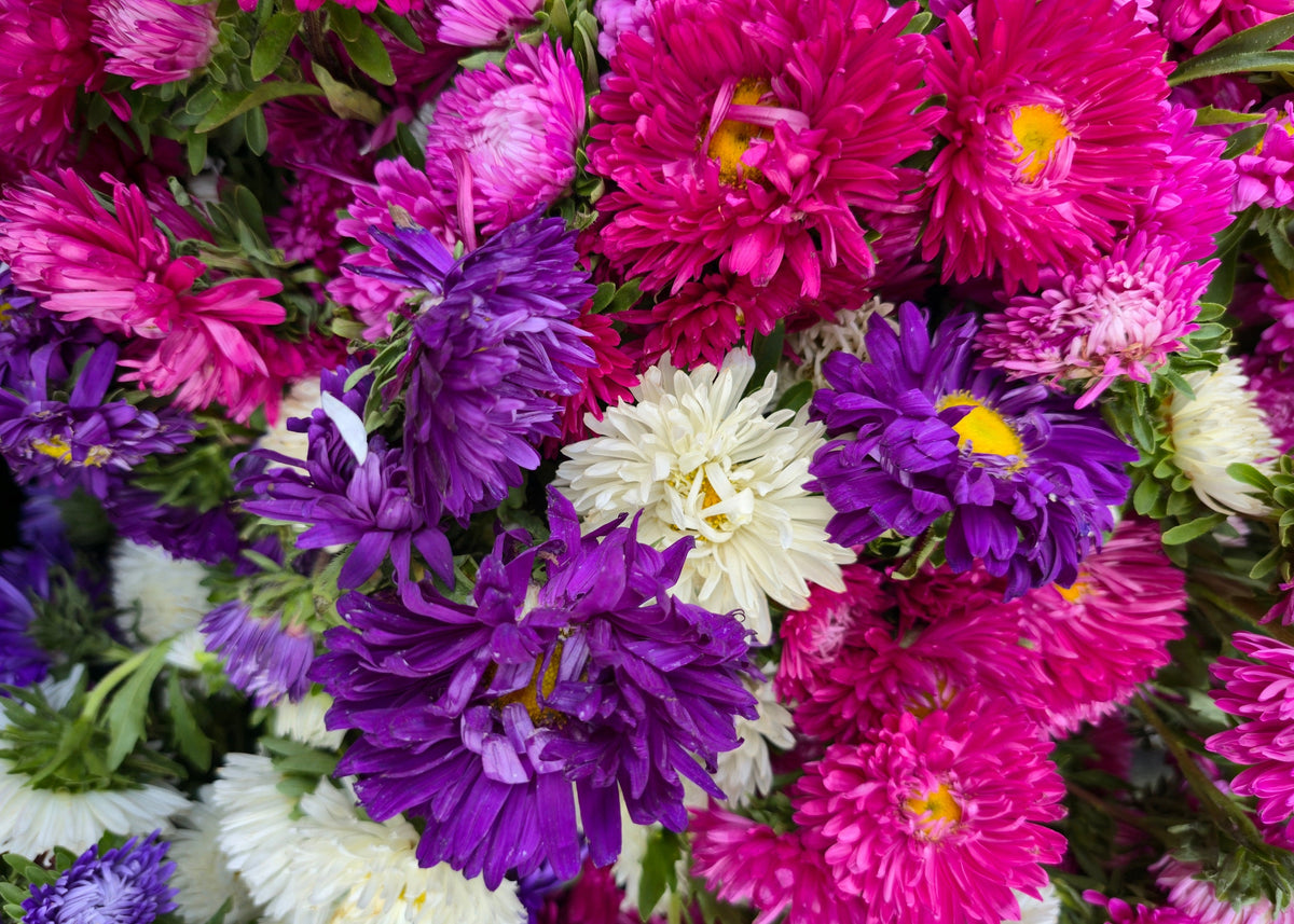 Powder Puff Aster Seeds – Mix Callistephus Chinensis Flower – photo 4