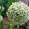 Texas Early Grano Onion Seeds – Large Sweet Yellow Allium Cepa Vegetable – photo 5