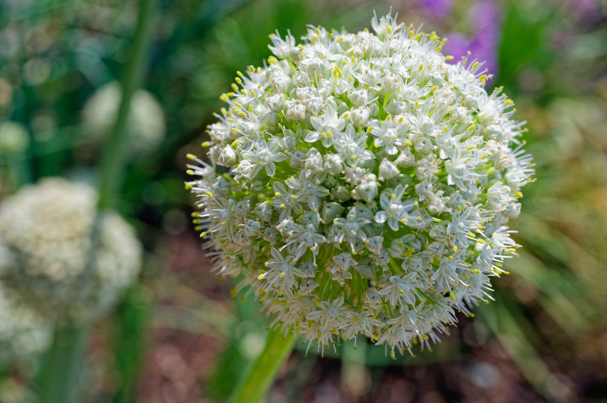 Texas Early Grano Onion Seeds – Large Sweet Yellow Allium Cepa Vegetable – photo 5