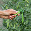 Early Frosty Garden Pea Seeds – English Shelling Pisum Sativum Vegetable – photo 3