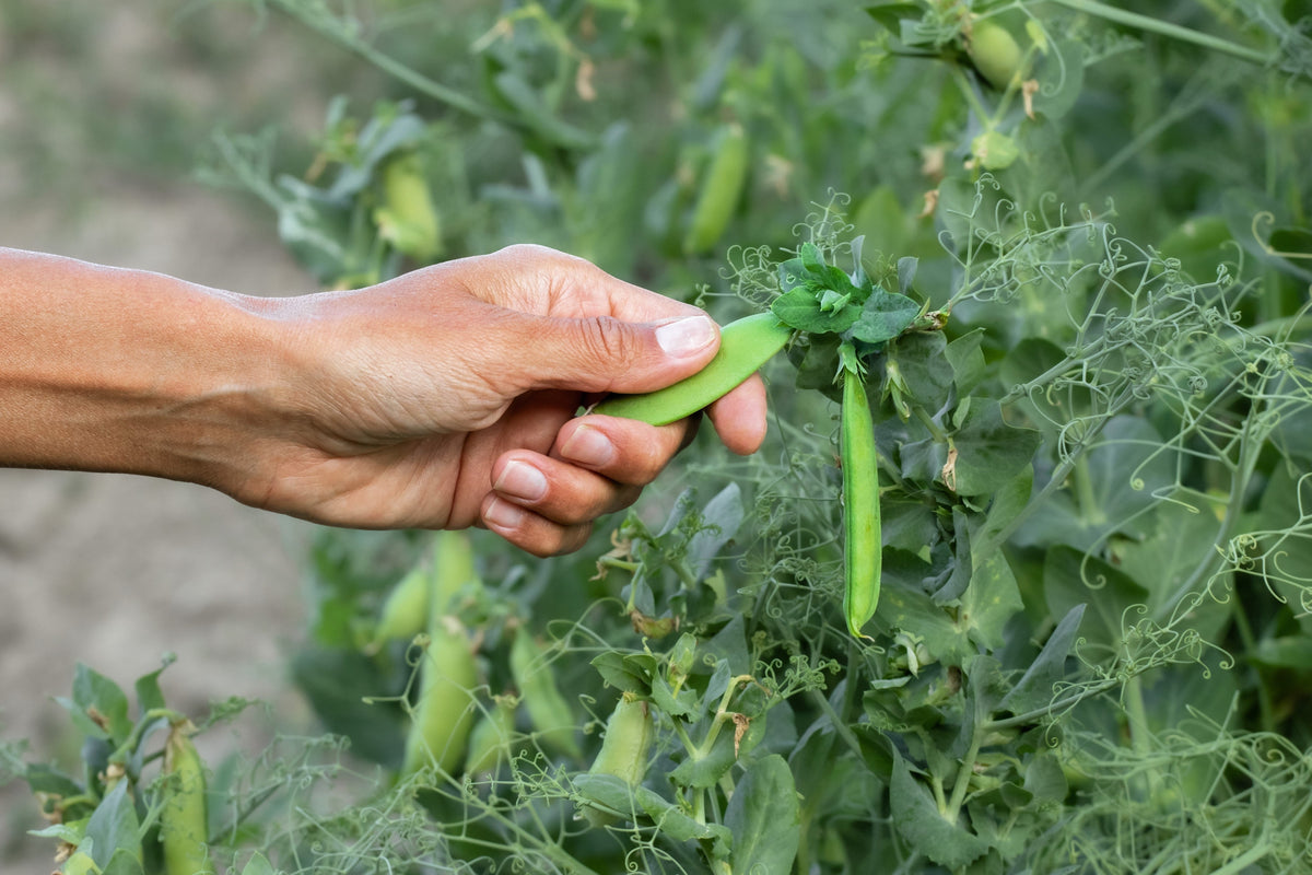 Early Frosty Garden Pea Seeds – English Shelling Pisum Sativum Vegetable – photo 3
