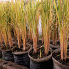 Long Grain Brown White Rice Seeds – Oryza Sativa Vegetable – photo 7