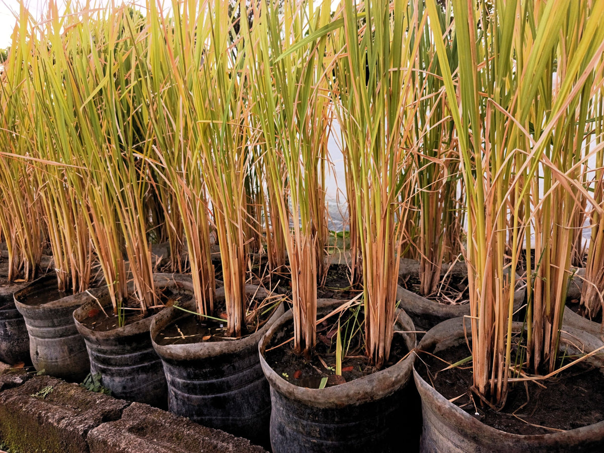 Long Grain Brown White Rice Seeds – Oryza Sativa Vegetable – photo 7