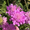 50 FINEST MIXED Colors SCABIOSA (Mourning Bride / Pin Cushion) Scabiosa Atropurpurea Flower Seeds