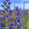 Blue Vipers Bugloss Seeds – Echium Vulgare Blue Flower