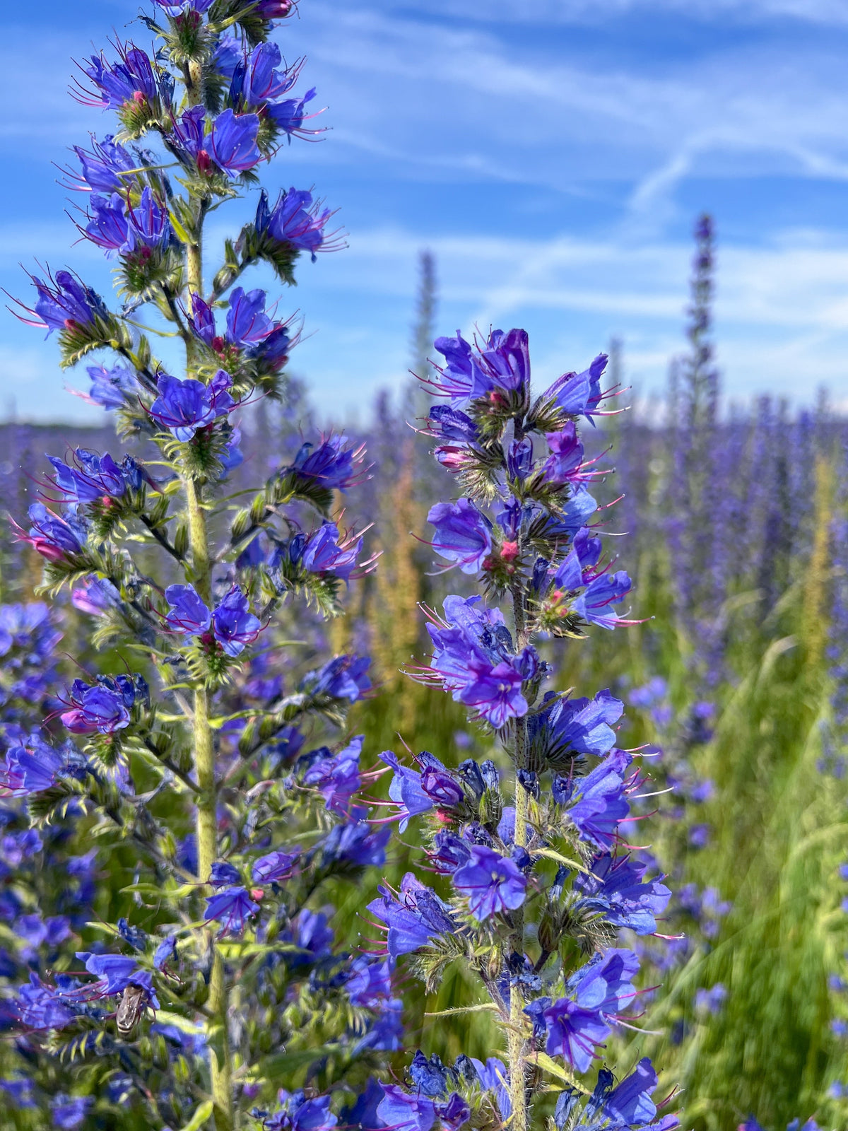 Blue Vipers Bugloss Seeds – Echium Vulgare Blue Flower
