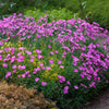 Cottage Pinks Seeds – (Garden, Laced, or Feathered Pink) Dianthus Plumarius Flower – photo 3