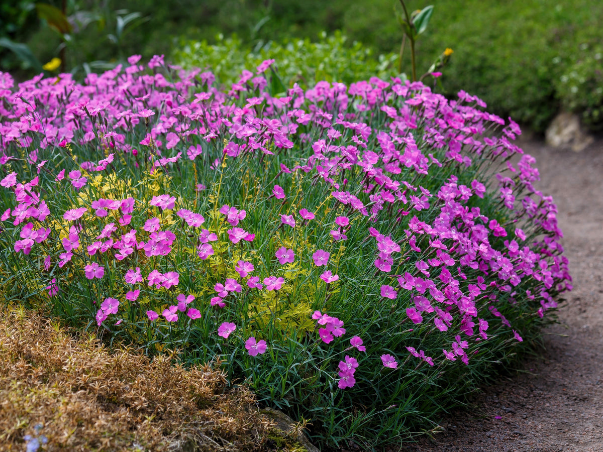 Cottage Pinks Seeds – (Garden, Laced, or Feathered Pink) Dianthus Plumarius Flower – photo 3