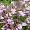 500 CALICO BEARDTONGUE (Smooth Beardtongue / Eastern Beardtongue) Penstemon Calycosus Flower Seeds
