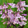 500 CALICO BEARDTONGUE (Smooth Beardtongue / Eastern Beardtongue) Penstemon Calycosus Flower Seeds