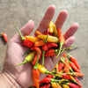 30 BIRDS Eye CHILI PEPPER (Chiltepin Pepper) Capsicum Frutescens Vegetable Seeds
