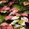 Variegated Arctic Beauty Kiwi Seeds – Fruit Edible Actinidia Kolomikta Vine – photo 14