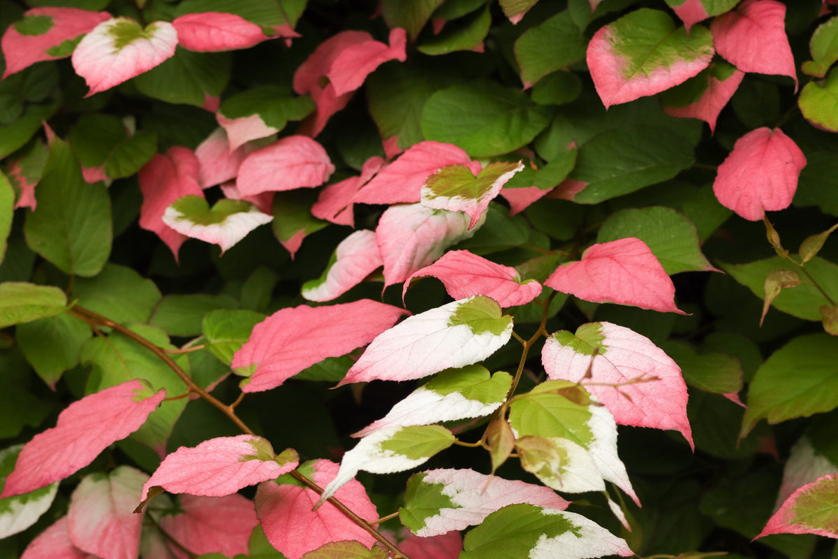 Variegated Arctic Beauty Kiwi Seeds – Fruit Edible Actinidia Kolomikta Vine – photo 14