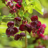 Chocolate Vine Seeds – Edible Fruit Akebia Trifoliata Flower Ornamental Climber – photo 4
