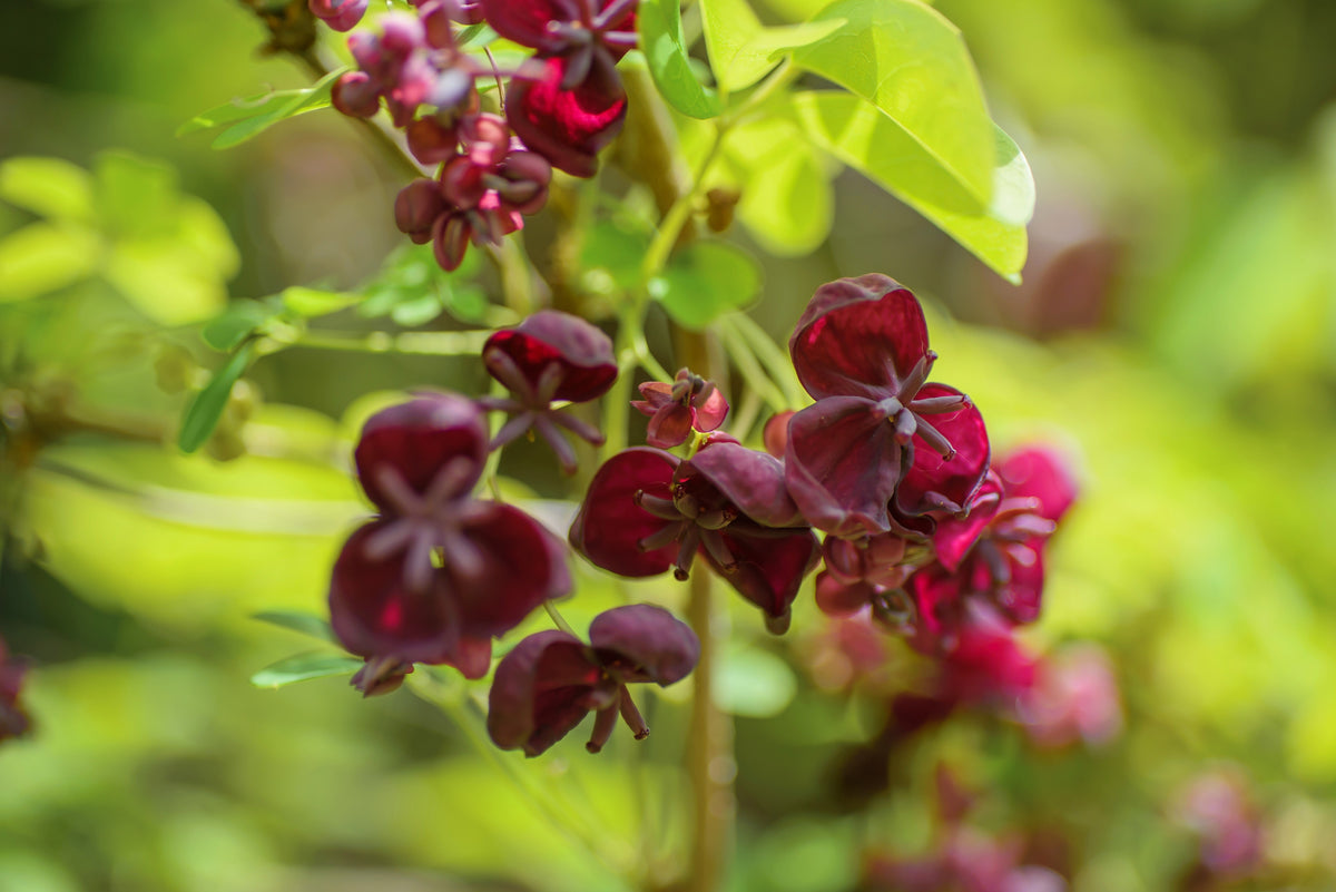 Chocolate Vine Seeds – Edible Fruit Akebia Trifoliata Flower Ornamental Climber – photo 4