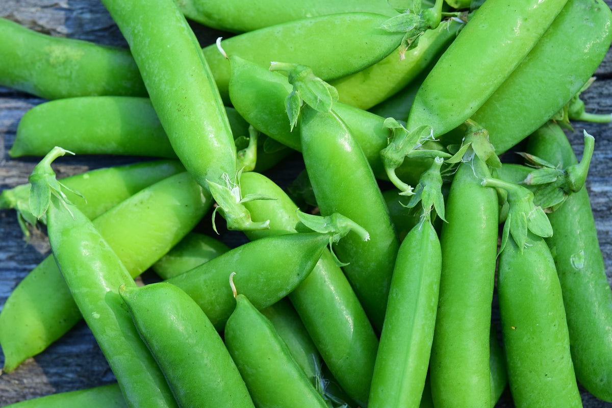Sugar Ann Pea Seeds – Stringless Sweet Green Snap Pisum Sativum Vegetable – photo 3