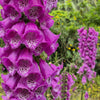 Pink & Purple Mix Foxglove Digitalis Flower Seeds – photo 5
