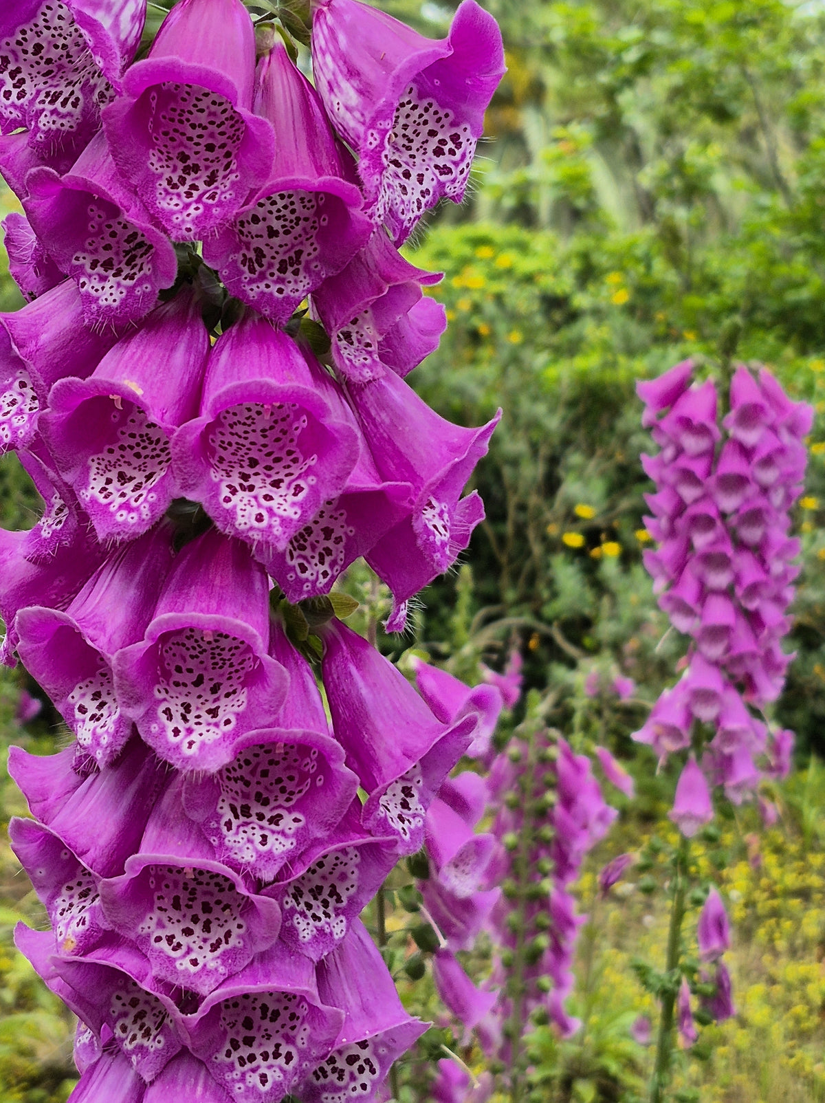 Pink & Purple Mix Foxglove Digitalis Flower Seeds – photo 5