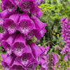 Seeds Mixed Foxglove Seeds – Digitalis Purpurea Flower – photo 14