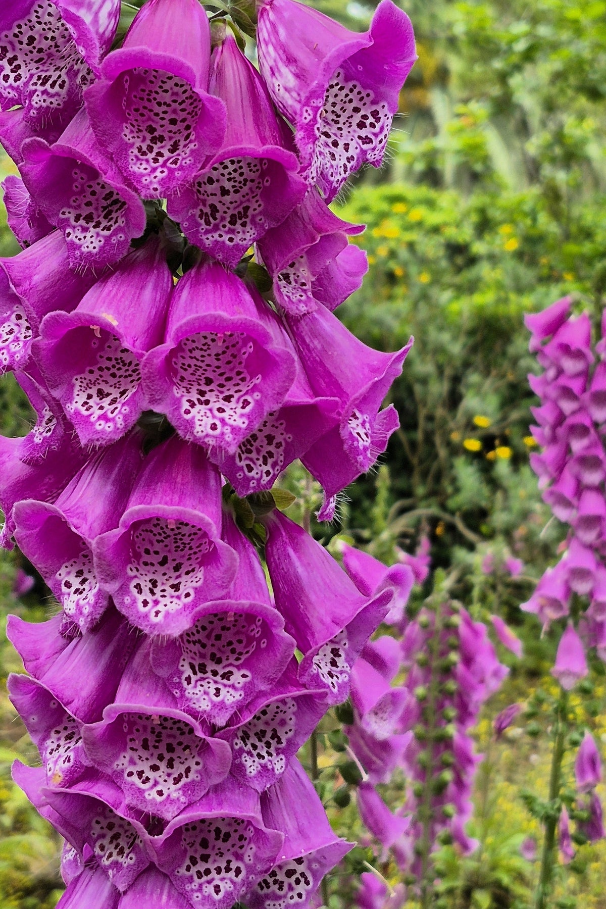 Seeds Mixed Foxglove Seeds – Digitalis Purpurea Flower – photo 14