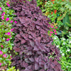 Purple Shiso