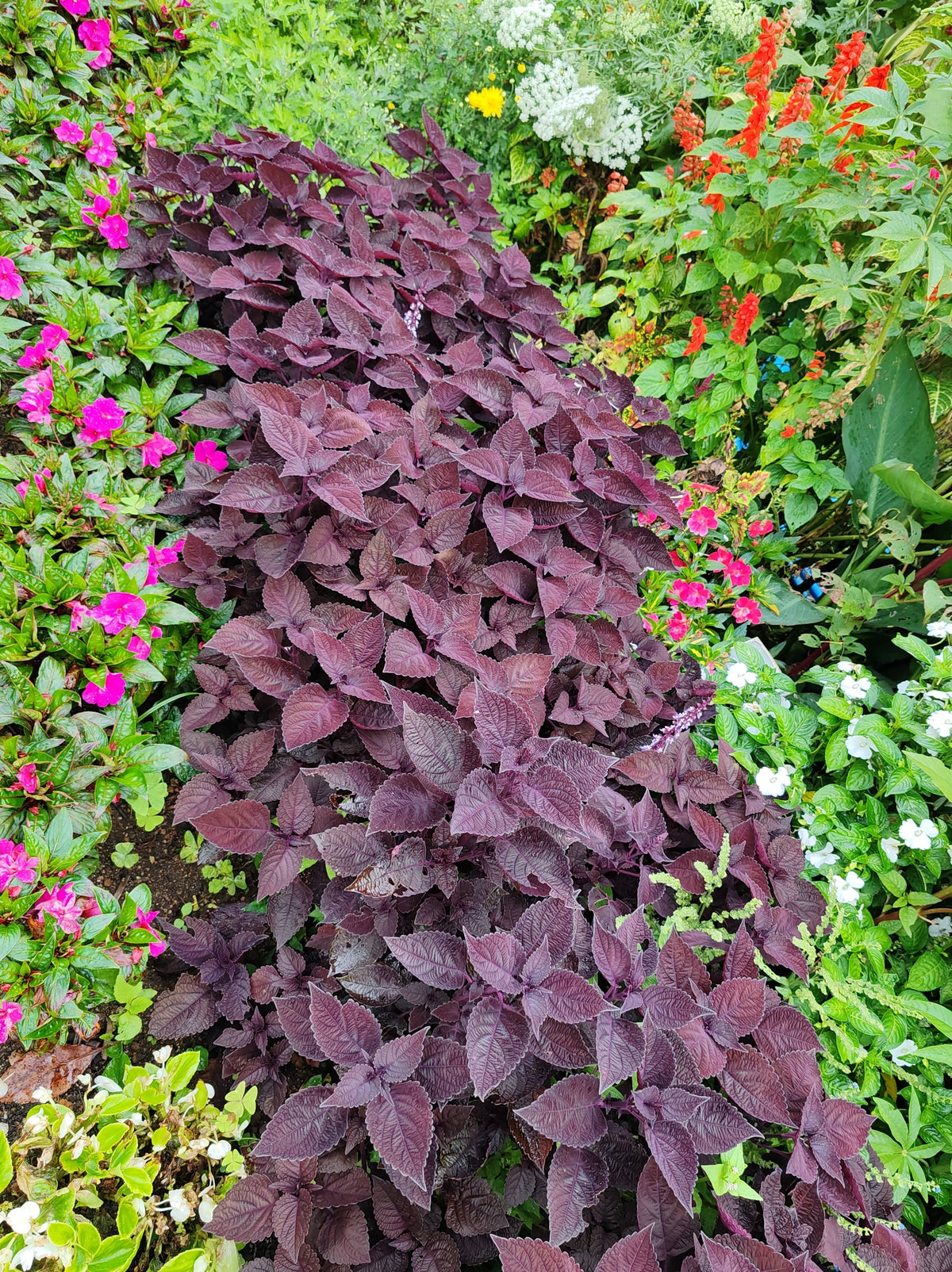 Purple Shiso
