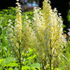 Virginia Bunchflower Lily Seeds – (White Hellebore / Corn Lily) Melanthium Virginicum Flower – photo 8