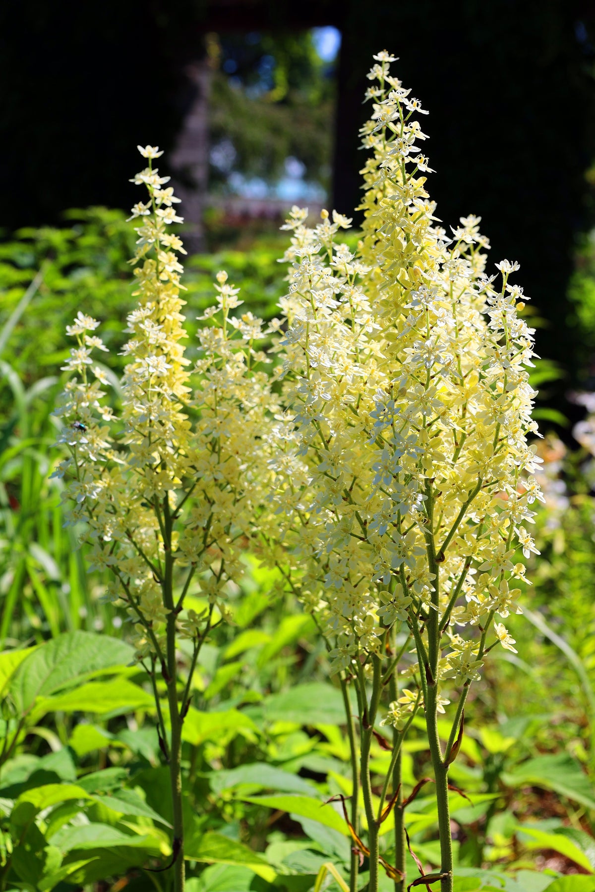Virginia Bunchflower Lily Seeds – (White Hellebore / Corn Lily) Melanthium Virginicum Flower – photo 8