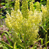Virginia Bunchflower Lily Seeds – (White Hellebore / Corn Lily) Melanthium Virginicum Flower – photo 9