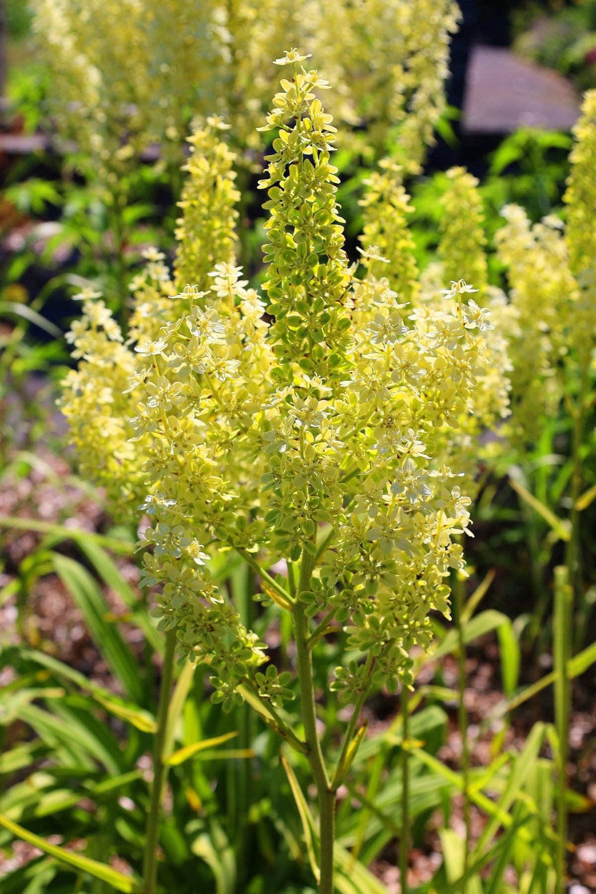 Virginia Bunchflower Lily Seeds – (White Hellebore / Corn Lily) Melanthium Virginicum Flower – photo 9