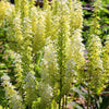 Virginia Bunchflower Lily Seeds – (White Hellebore / Corn Lily) Melanthium Virginicum Flower – photo 12