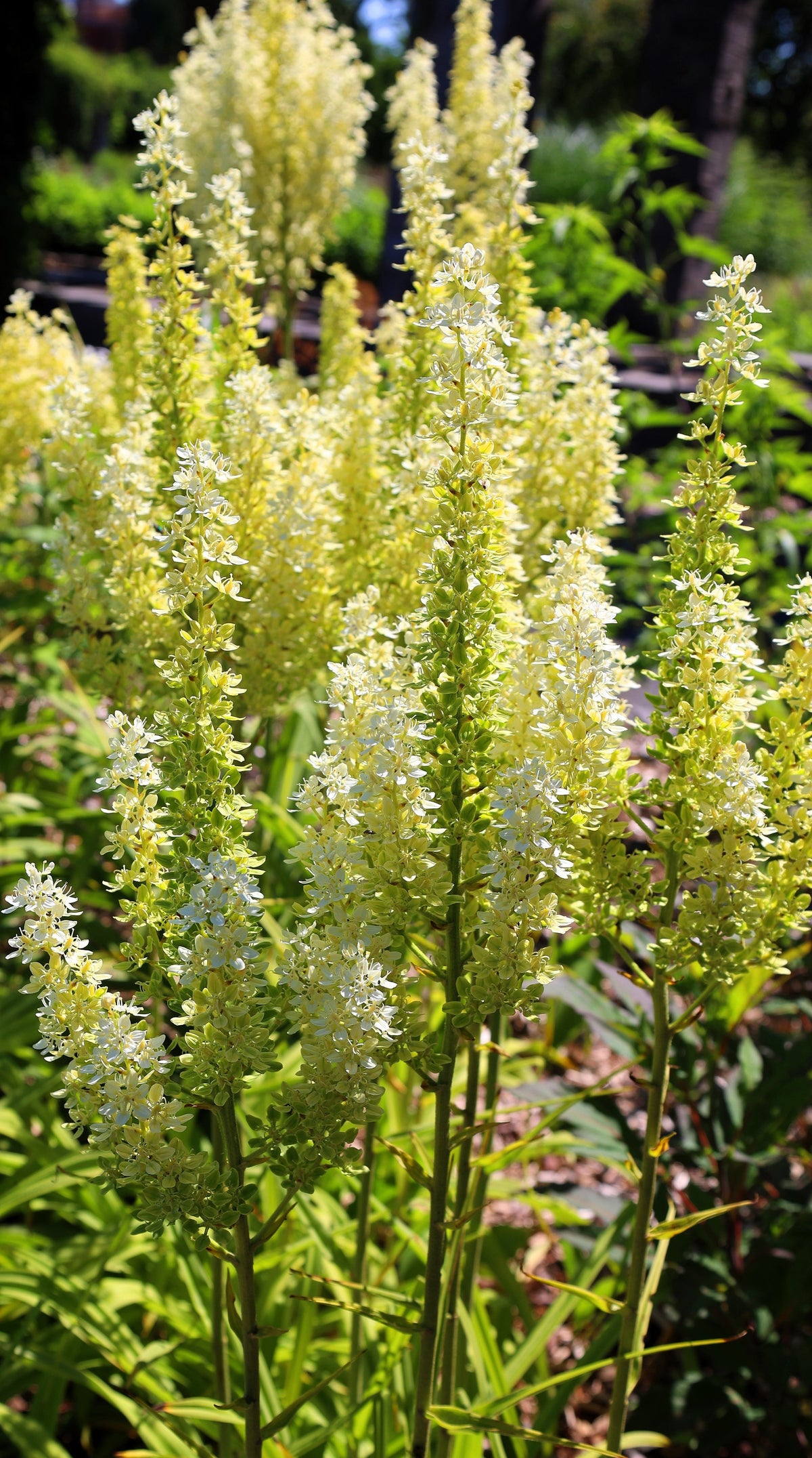 Virginia Bunchflower Lily Seeds – (White Hellebore / Corn Lily) Melanthium Virginicum Flower – photo 12