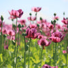 1000 SINGLE LILAC POPPY Papaver Somniferum Purple Heirloom Flower Seeds