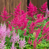 100 PINK MIX ASTILBE (False Spirea / False Goats Beard) Astilbe Chinensis Flower Seeds
