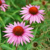 50 PINK BABY CONEFLOWER Echinacea Pallida Flower Seeds