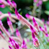 Flamingo Feather Wheat Celosia Spicata Pink & White Flower Seeds – photo 6