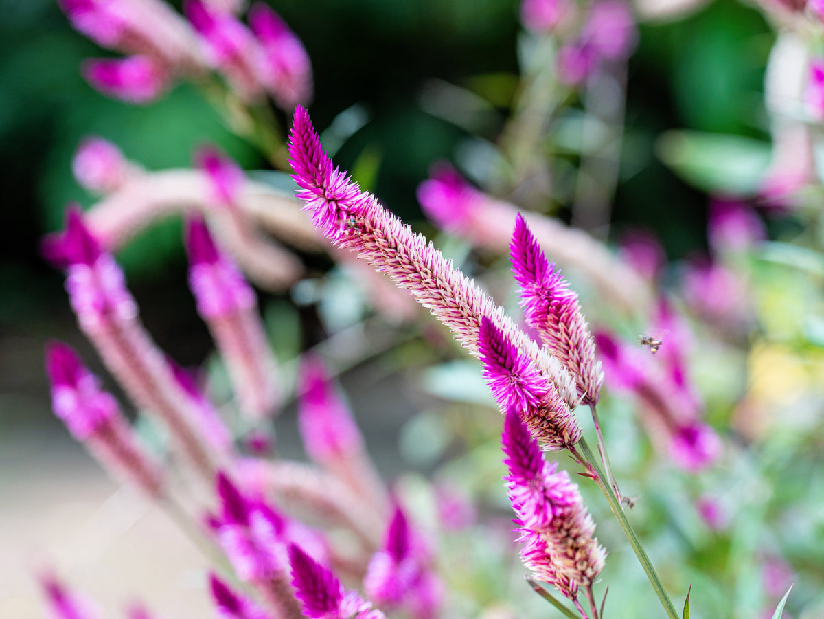 Flamingo Feather Wheat Celosia Spicata Pink & White Flower Seeds – photo 6